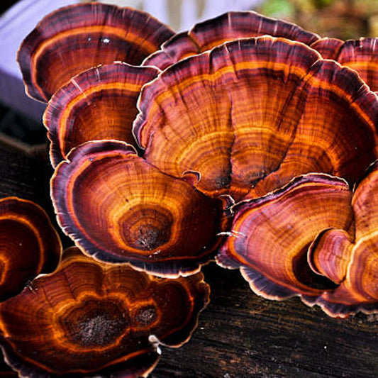 Historia: Reishi