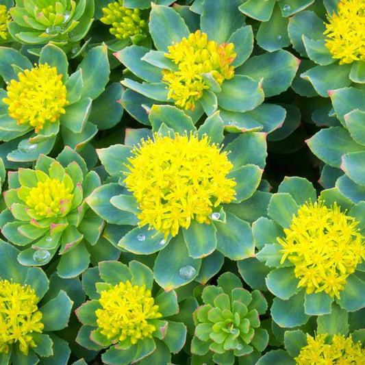 Historia: Rhodiola Rosea